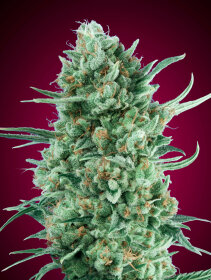 00 Seeds Bank Bubble Gum XXL AUTO - 3 automatisierte Samen