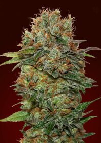 00 Seeds Bank Chocolate Kush AUTO - 3 automated seeds