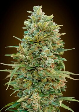 00 Seeds Bank Do-Si-Dos Cookies AUTO - 3 autoflowering Samen