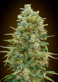 00 Seeds Bank Do-Si-Dos Cookies AUTO - 3 autoflowering Samen