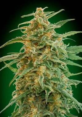 00 Seeds Bank Gorilla AUTO - 3 automatisierte Samen