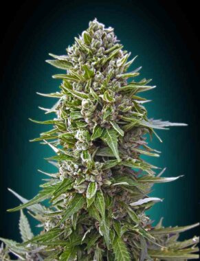 00 Seeds Bank Northern Lights AUTO - 3 automatisierte Samen