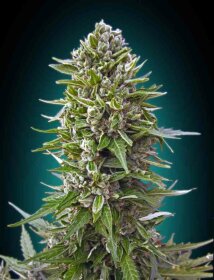 00 Seeds Bank Northern Lights AUTO - 3 automated seeds