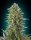 00 Seeds Bank Northern Lights AUTO - 3 automatisierte Samen