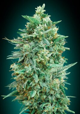 00 Seeds Bank Northern Lights XXL AUTO - 3 automatisierte...