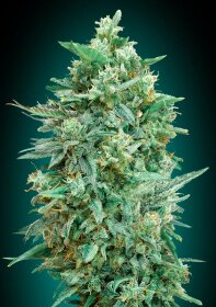 00 Seeds Bank Northern Lights XXL AUTO - 3 autoflowering Samen