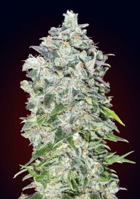 00 Seeds Bank 00 Kush AUTO - 3 autoflowering Samen