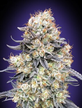 00 Seeds Bank Purple Punch AUTO - 3 autoflowering Samen