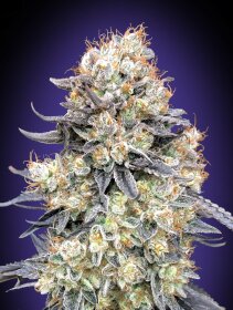 00 Seeds Bank Purple Punch AUTO - 3 automatisierte Samen