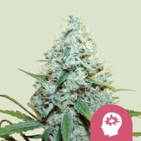 Royal Queen Seeds AMG - Amnesia Mac Ganja - 3 feminized seeds