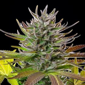 Royal Queen Seeds AMG - Amnesia Mac Ganja - 3 feminisierte Samen