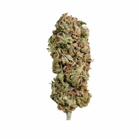 Royal Queen Seeds AMG - Amnesia Mac Ganja - 3 feminisierte Samen