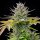 Royal Queen Seeds AMG - Amnesia Mac Ganja - 3 feminisierte Samen