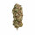 Royal Queen Seeds AMG - Amnesia Mac Ganja - 3 feminisierte Samen