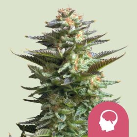 Royal Queen Seeds Amnesia Haze - 3 feminisierte Samen