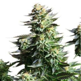 Royal Queen Seeds Amnesia Haze - 3 feminisierte Samen