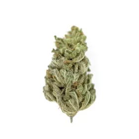 Royal Queen Seeds Amnesia Haze - 3 feminisierte Samen