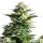 Royal Queen Seeds Amnesia Haze - 3 feminisierte Samen