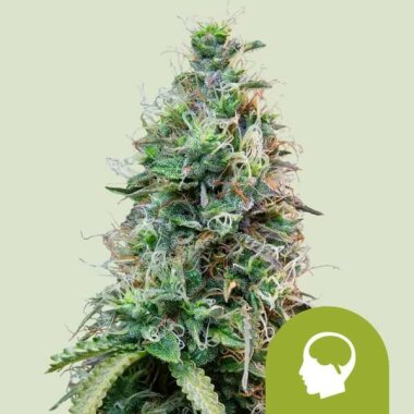 Royal Queen Seeds Amnesia Haze AUTO - 3 autoflowering Samen