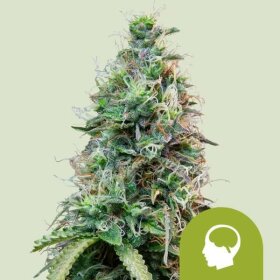 Royal Queen Seeds Amnesia Haze AUTO - 3 automated seeds