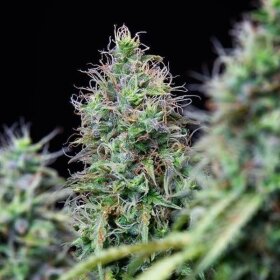 Royal Queen Seeds Amnesia Haze AUTO - 3 automatisierte Samen