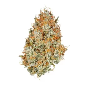 Royal Queen Seeds Amnesia Haze AUTO - 3 automatisierte Samen