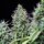 Royal Queen Seeds Amnesia Haze AUTO - 3 automated seeds