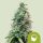 Royal Queen Seeds Amnesia Haze AUTO - 3 automatisierte Samen