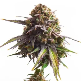 Royal Queen Seeds Biscotti - 3 feminized seeds