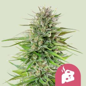 Royal Queen Seeds Blue Cheese - 3 feminisierte Samen