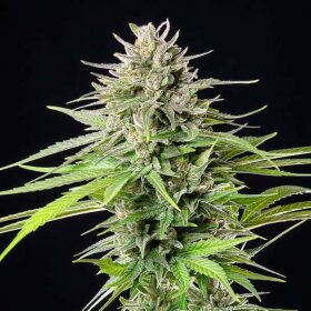 Royal Queen Seeds Blue Cheese - 3 feminisierte Samen