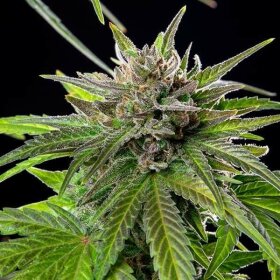 Royal Queen Seeds Blue Cheese - 3 feminisierte Samen