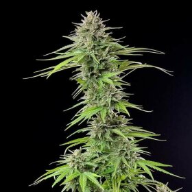 Royal Queen Seeds Blue Cheese - 3 feminisierte Samen