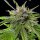 Royal Queen Seeds Blue Cheese - 3 feminisierte Samen