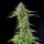 Royal Queen Seeds Blue Cheese - 3 feminisierte Samen