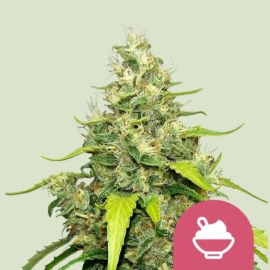 Royal Queen Seeds Blue Gelato - 3 feminisierte Samen