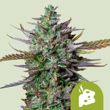 Royal Queen Seeds Blue Cheese AUTO - 3 automatisierte Samen