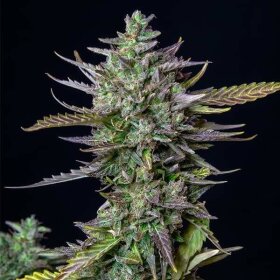 Royal Queen Seeds Blue Cheese AUTO - 3 autoflowering Samen