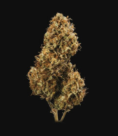 Royal Queen Seeds Blue Cheese AUTO - 3 autoflowering Samen