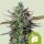 Royal Queen Seeds Blue Cheese AUTO - 3 autoflowering Samen