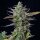 Royal Queen Seeds Blue Cheese AUTO - 3 autoflowering Samen