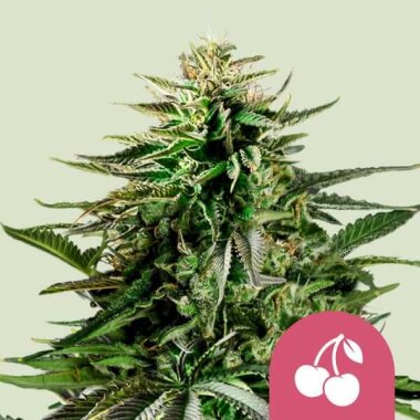 Royal Queen Seeds Cherry Pie - 3 feminisierte Samen