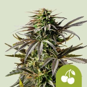 Royal Queen Seeds Cherry Pie AUTO - 3 automated seeds