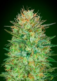 00 Seeds Bank Sweet Critical AUTO - 3 automated seeds