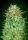 00 Seeds Bank Sweet Critical AUTO - 3 autoflowering Samen