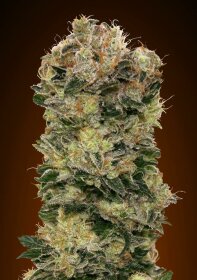 00 Seeds Bank Sweet Somango AUTO - 3 autoflowering Samen