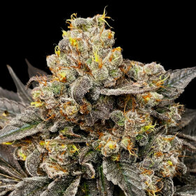 00 Seeds Bank Biscotti Zkittlez - 3 feminized seeds