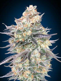 00 Seeds Bank Blue Dream - 3 feminisierte Samen