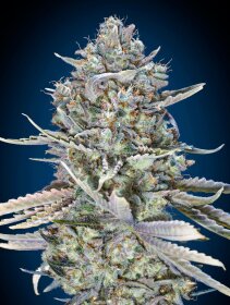 00 Seeds Bank Blue Dream Fast - 3 feminized seeds