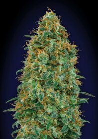 00 Seeds Bank Blueberry - 3 feminisierte Samen